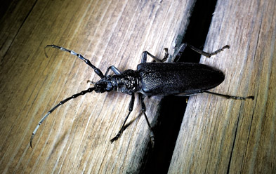 Problèmes de vers de bois dans la maison