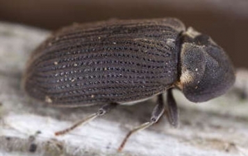Houtworm Bestrijding