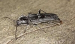 De larve van de huisboktor is de meest schadelijke houtworm